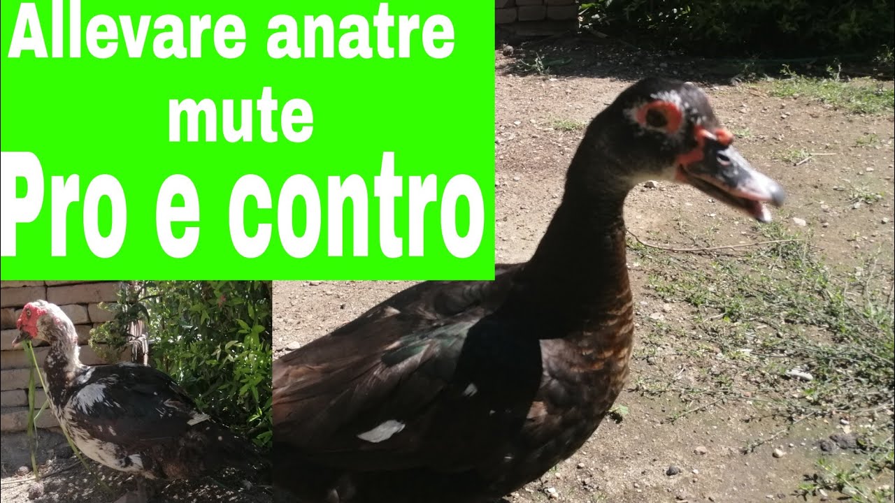 Allevare ANATRE Mute: PRO e CONTRO