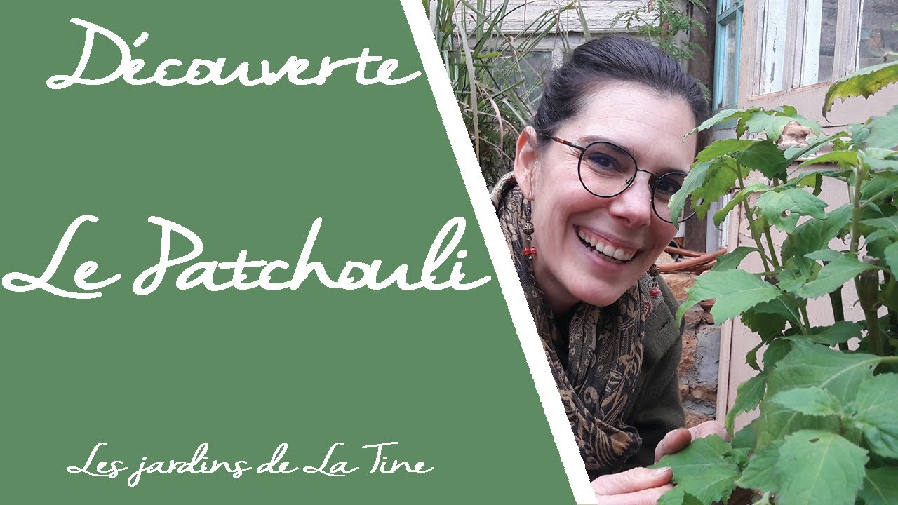 Découverte du Patchouli - Les Jardins de la Tine