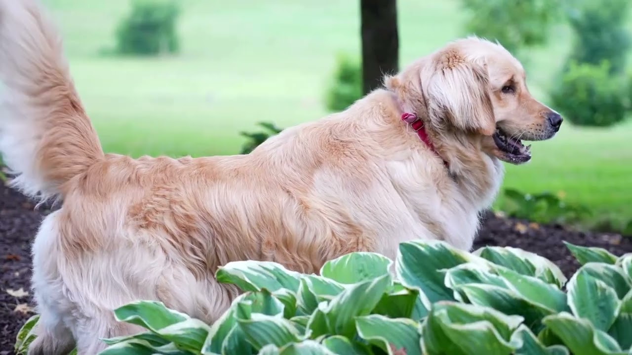 Relaxing Dog TV – Peaceful Walks in Nature for Dogs to Watch & Relax | Calming Music & Nature Sounds