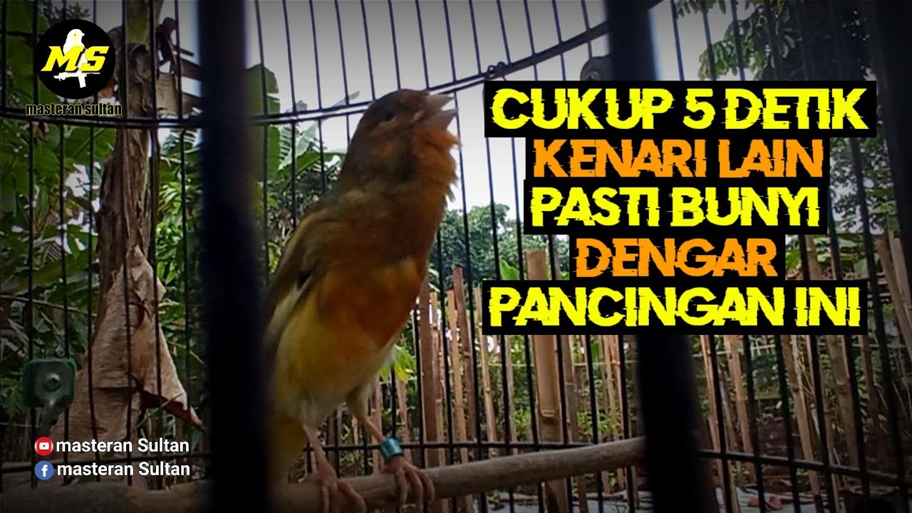 PANCINGAN KENARI BAHAN SUPAYA RAJIN BUNYI #pancingankenaribetina #kicaumania #masteran 