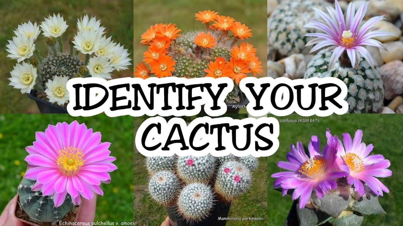 CACTUS with flower Identifications | Cactus Names Part 1 (30+)