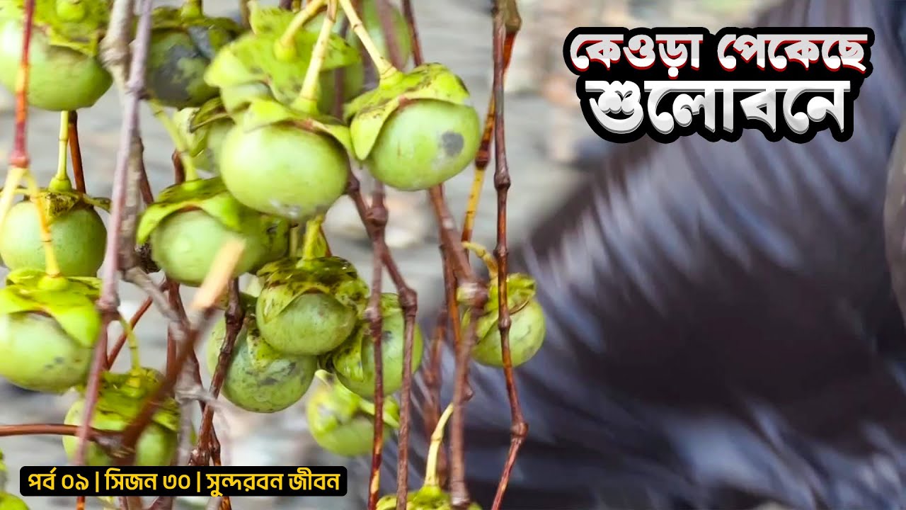 কেওড়া পেকেছে শুলোবনে | পর্ব ০৯ | সিজন ৩০ | সুন্দরবন জীবন | Belayet Sarder | Mohsin ul Hakim