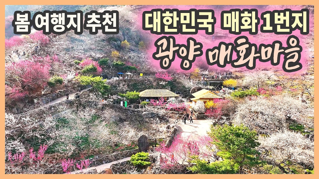 봄에 꼭 가봐야 할 대한민국 매화 1번지 광양 매화마을 / 광양매화축제, 광양여행, 청매실 농원 / 국내여행지추천, 국내여행, 봄꽃 여행