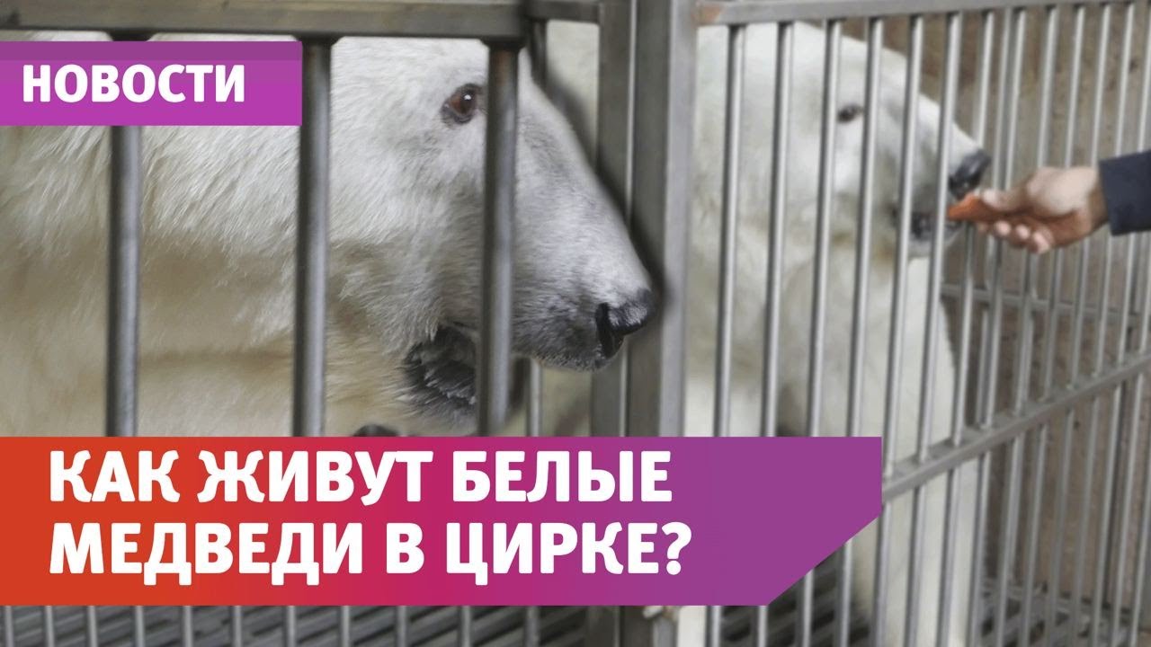 Как содержатся белые медведи в цирке?