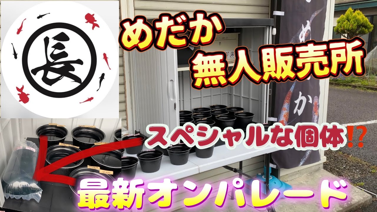 最新個体オンパレード　丸長めだか無人販売場所オープン