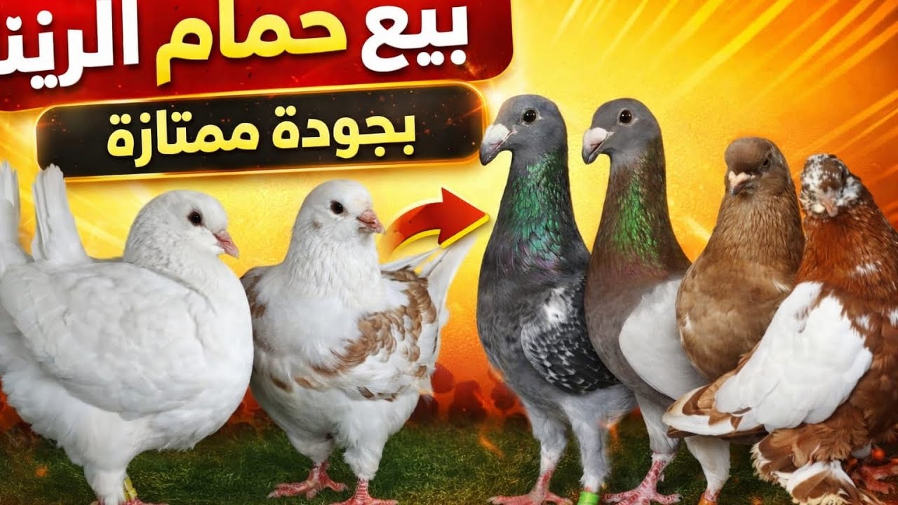 🔥 بيع حمام الزينة بجودة ممتازة | أشكال نادرة وأسعار مناسبة 🔥