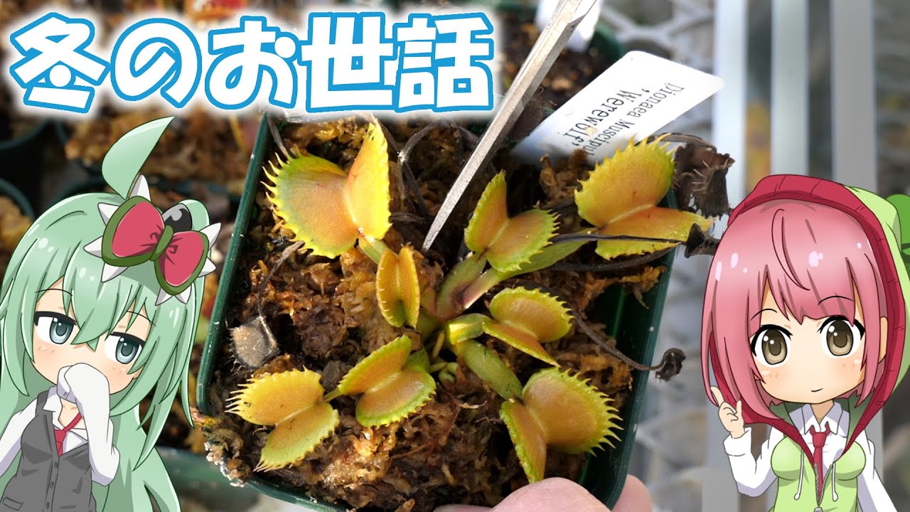 ハエトリソウの冬のお手入れをする！病気と害虫の予防と対策！【食虫植物TV】