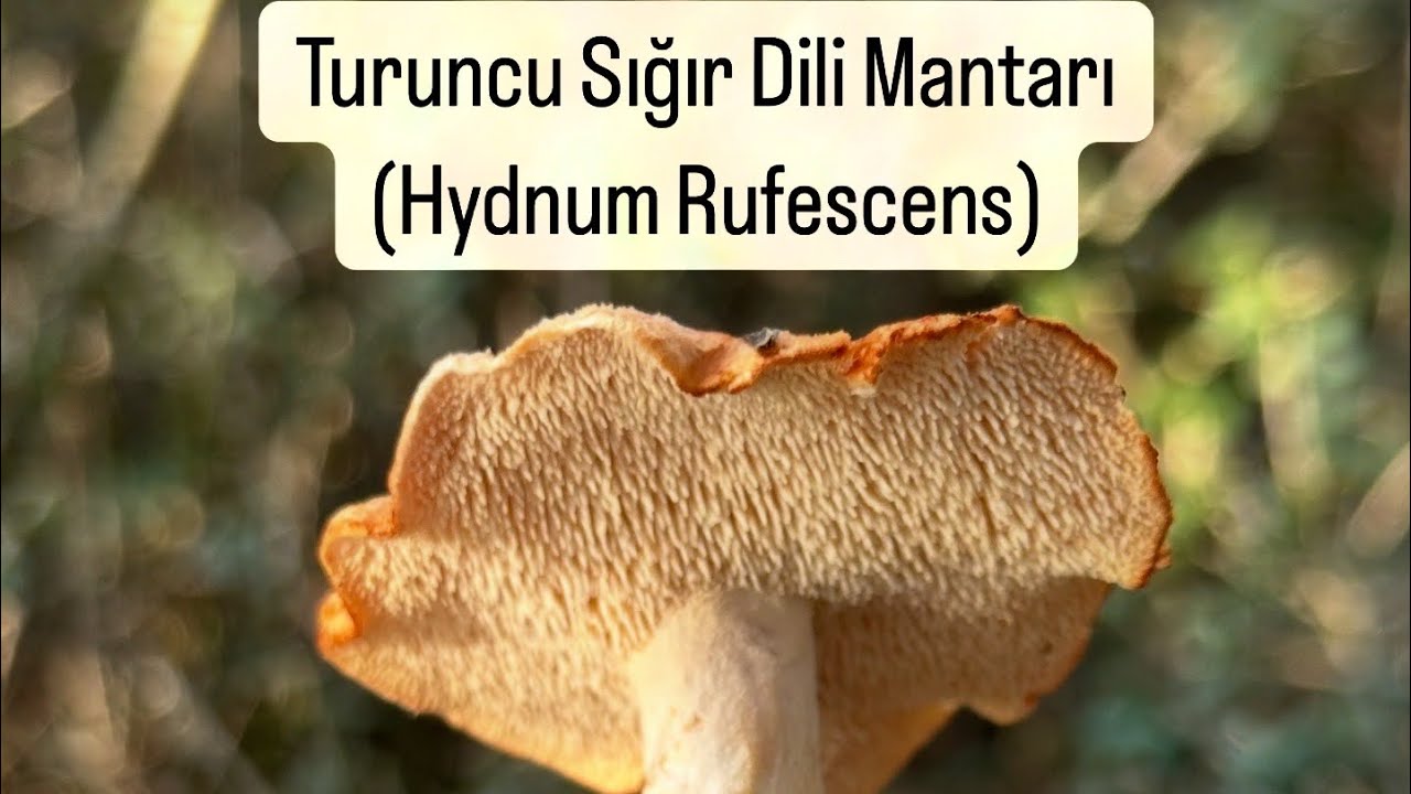 Turuncu Sığır Dili Mantarı (Hydnum rufescens)
