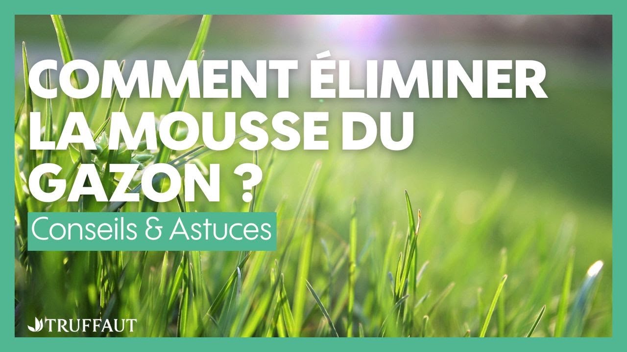 Comment &eacute;liminer la mousse du gazon ? - Truffaut