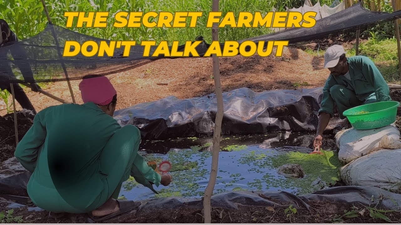 Deep Clean , Big Results! The Azolla Pond Trick Every Farmer Should Know