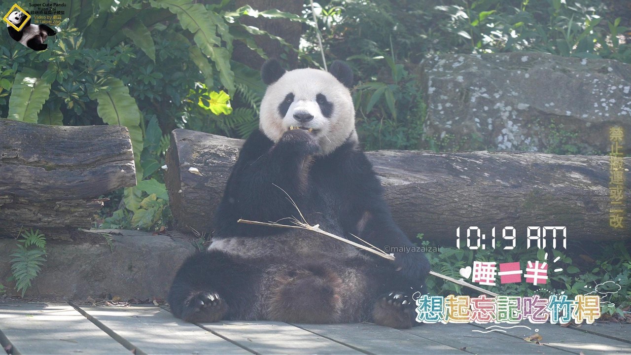 20250315 圓仔睡一半想起早餐都沒吃，肚子餓了又下床吃飽後，再繼續補睡 The Giant Panda Yuan Zai