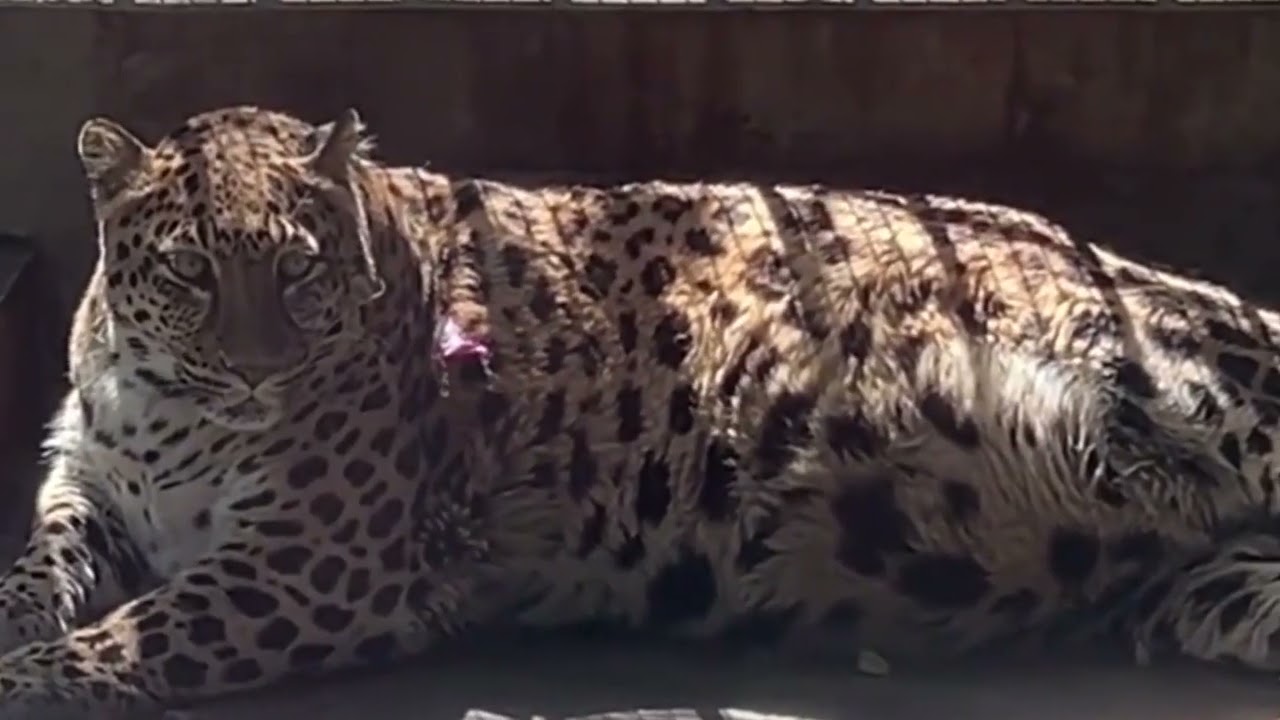 This Tiger Is on a Whole Different Scale