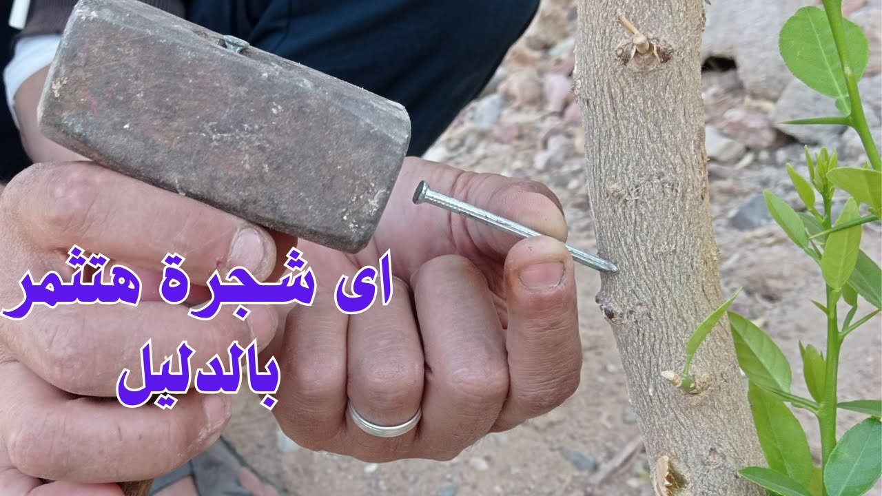 شاهد بالدليل ماذا حدث ❓عند غرس مسمار فى الاشجار التى لا تثمر والنخيل شئ غير متوقع❕❕