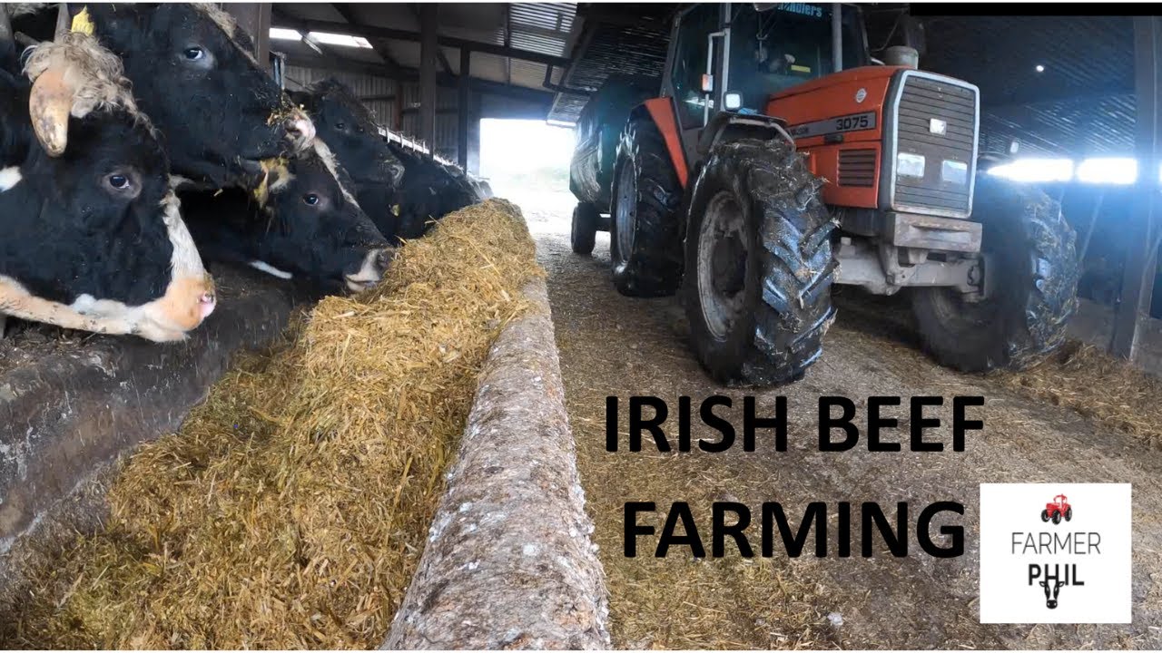 IRISH BEEF FARMERS WINTER DAY -- 12 HOUR WORK DAY EVERY DAY