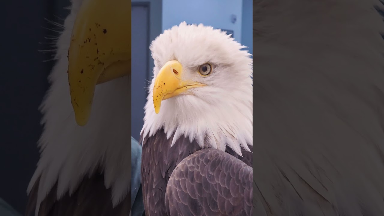 Why are they called 