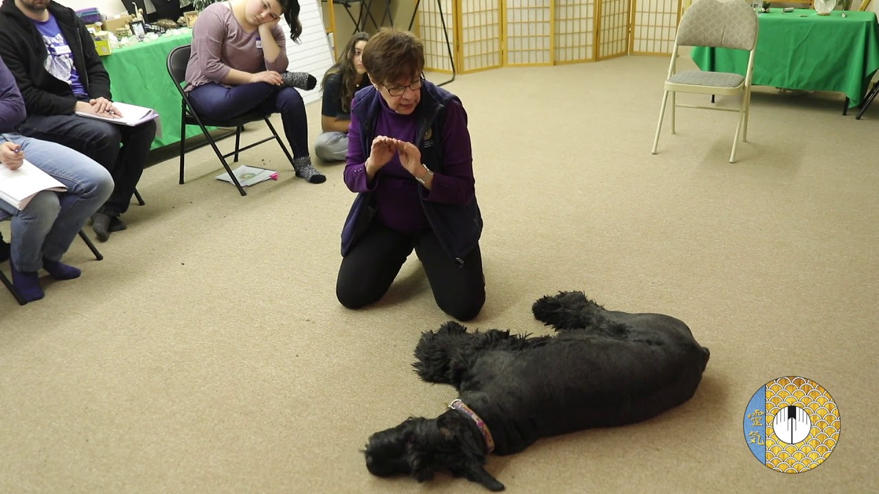 Reiki for Pets