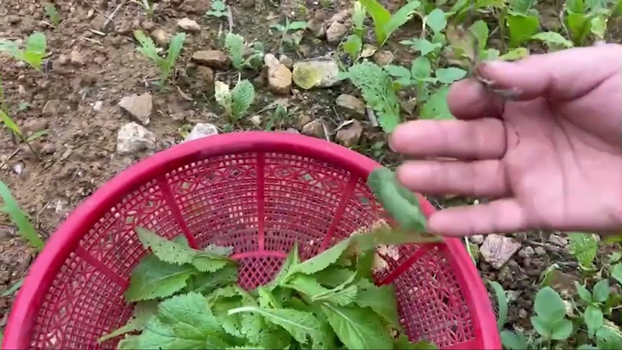 Come with me to the garden to pick some fresh cabbage and make a delicious, home-style soup.