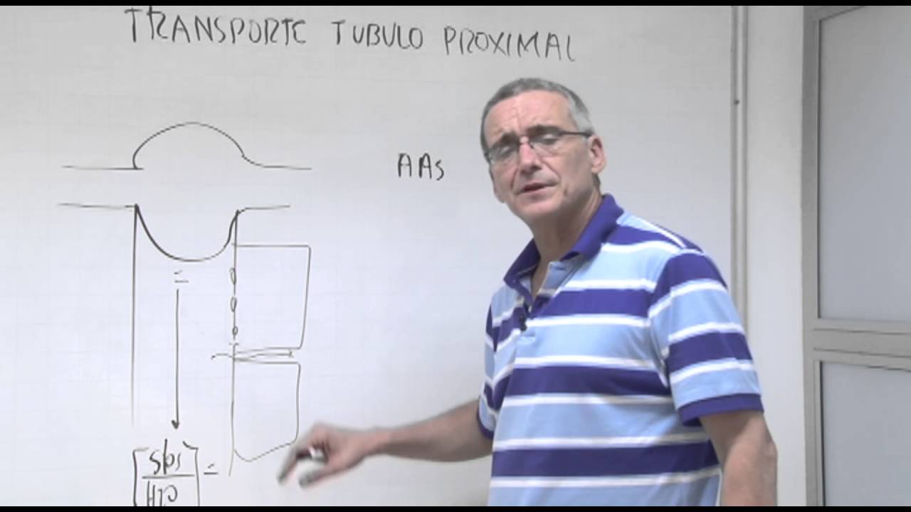 Fisiología III - Transporte 1 - Túbulo Proximal 1