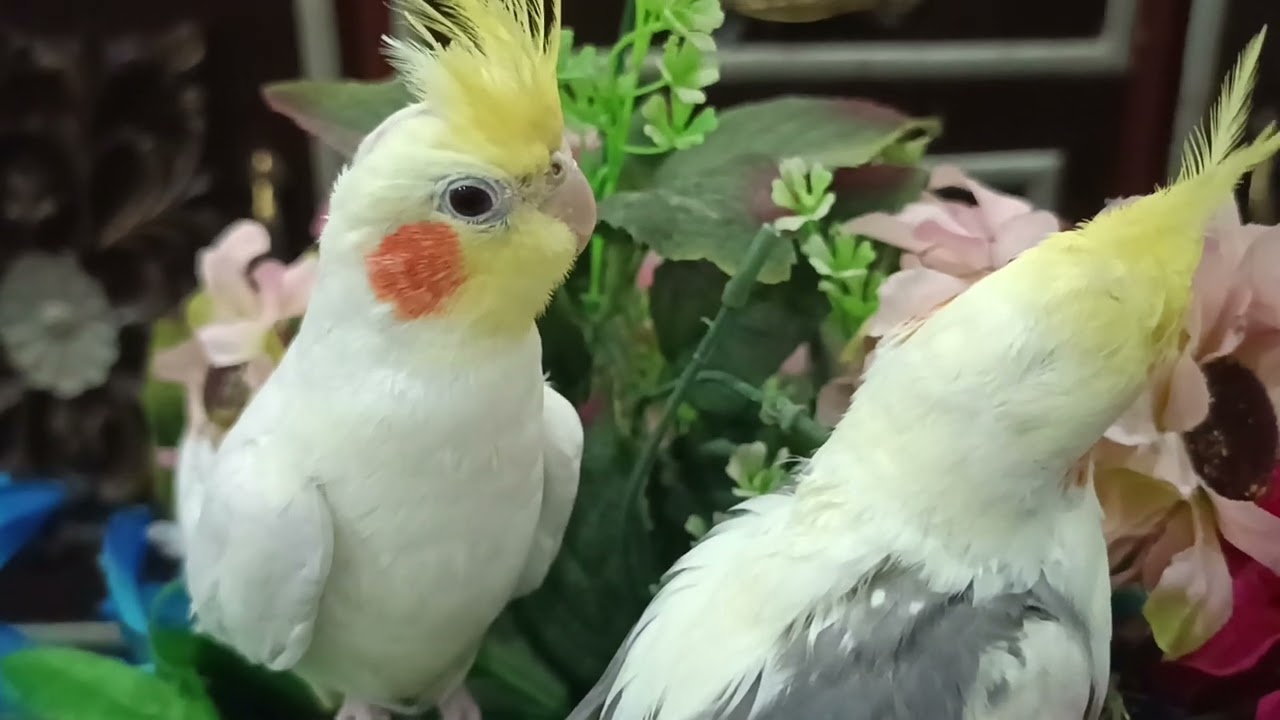 Beautiful cockatiel pets 