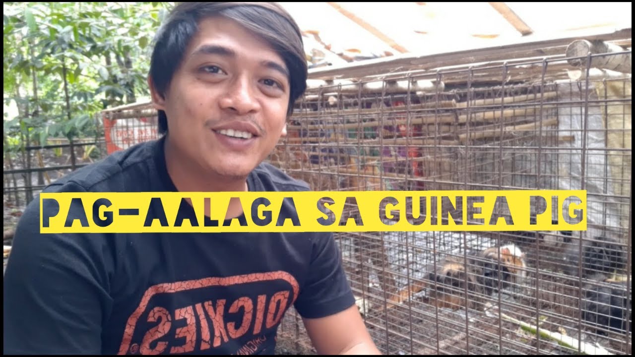 Pag aalaga ng Guinea pig