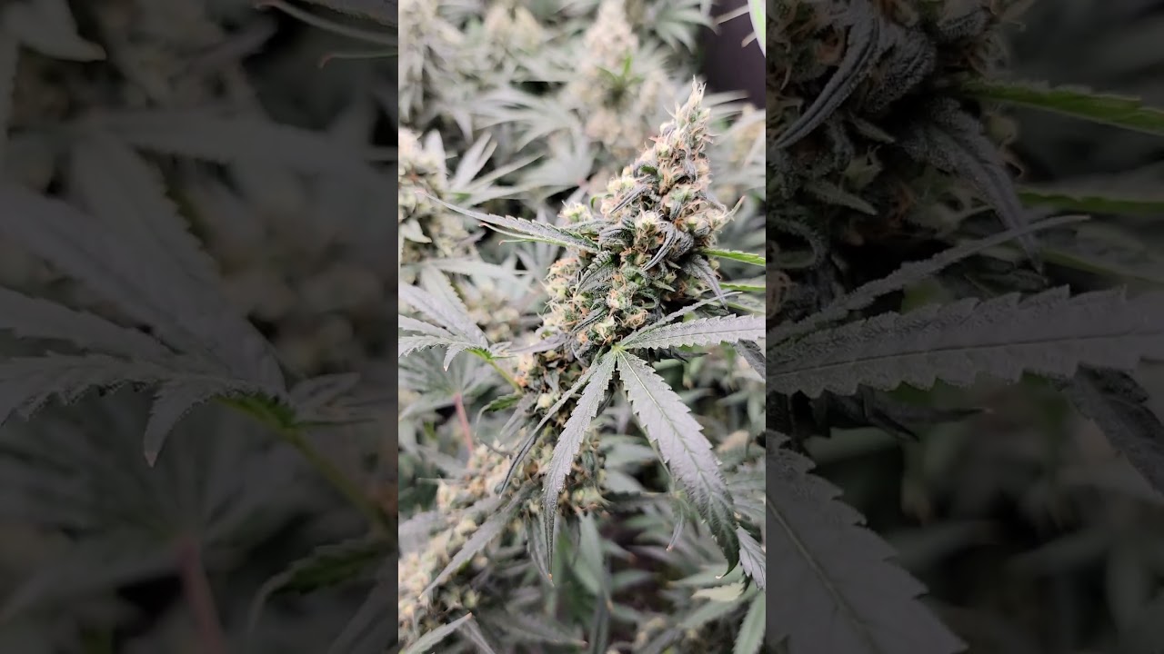 Sensi Seeds x Uncle Stoner's High School Reunion.