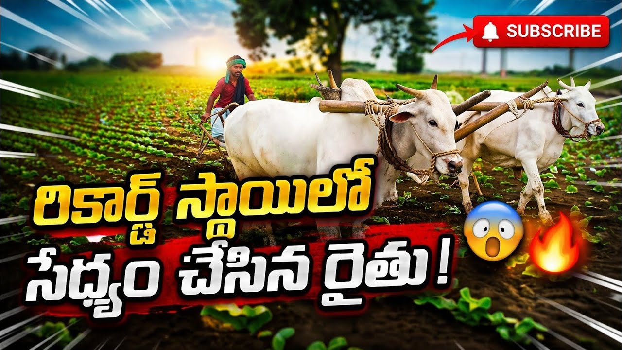  CBSNewsChanal నందికొట్కూరులో రికార్డు సృష్టించిన ఎద్దులు