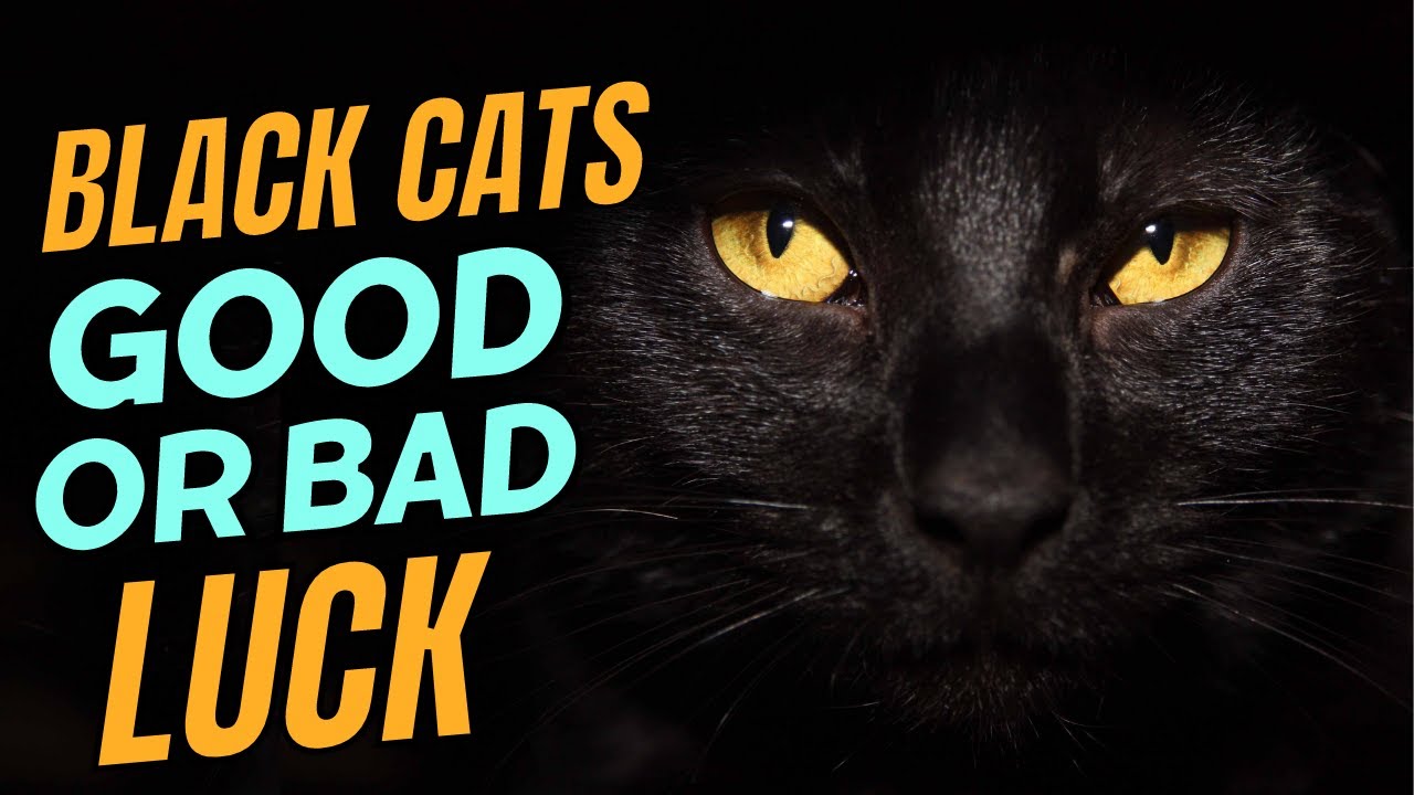 Black Cats Bring Bad or Good Luck? Black Cat Superstition