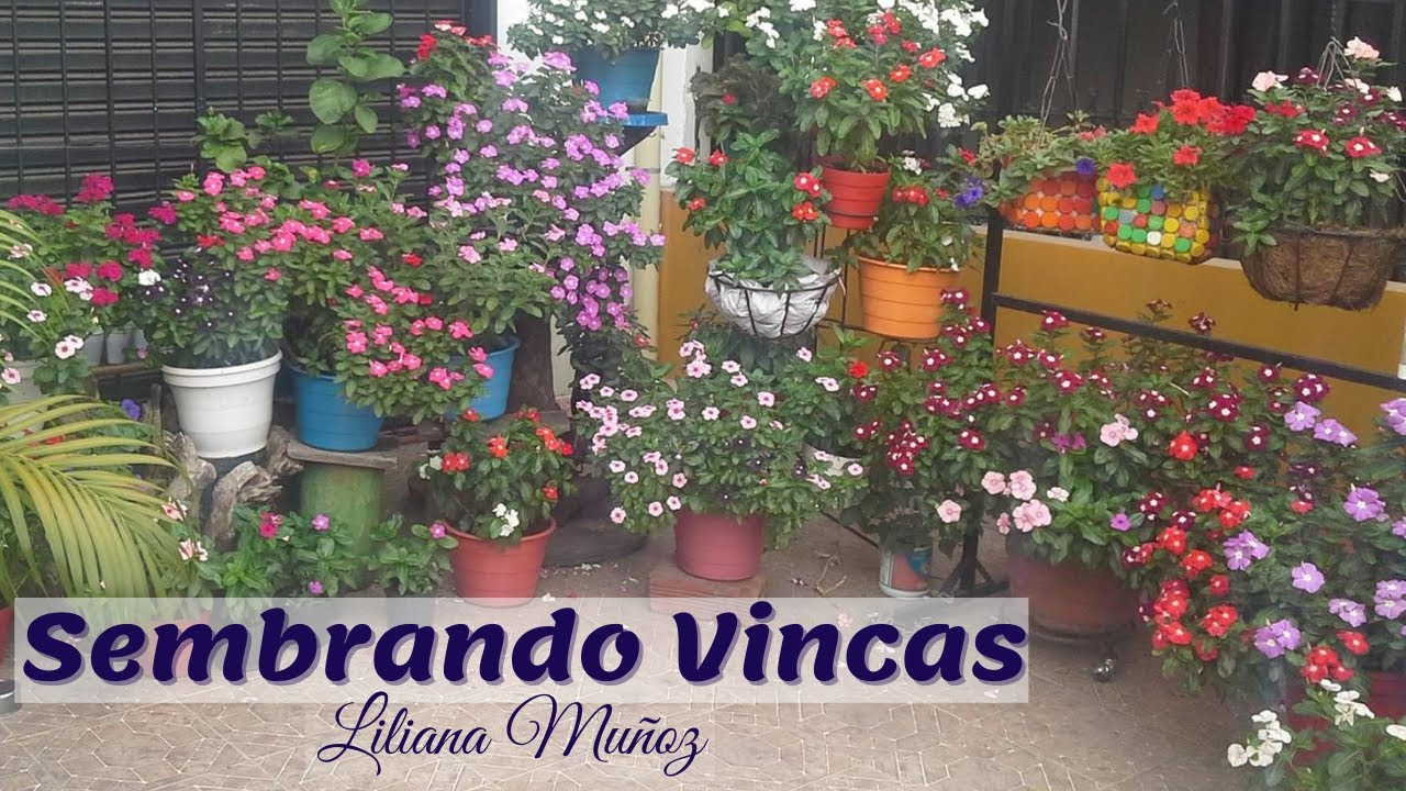 SEMBRANDO VINCAS HERMOSAS / Liliana Muñoz