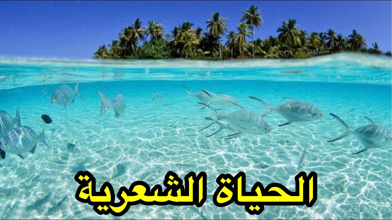 الحياة الشعرية | كتاب النظرات للمنفلوطي
