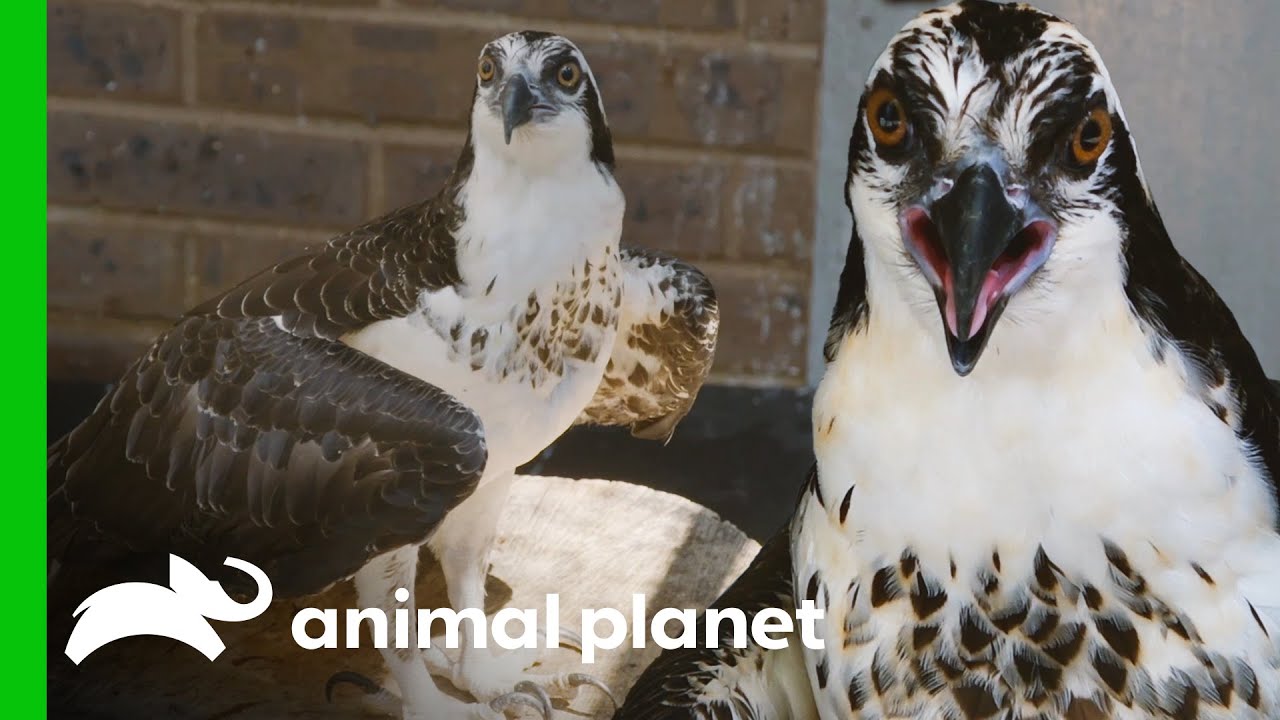 A Pair of Ospreys Join The Bronx Zoo! | The Zoo