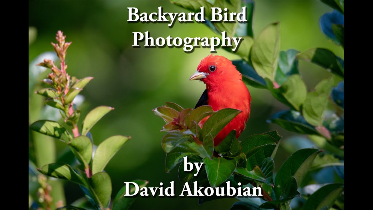 Backyard Bird Photography with David Akoubian