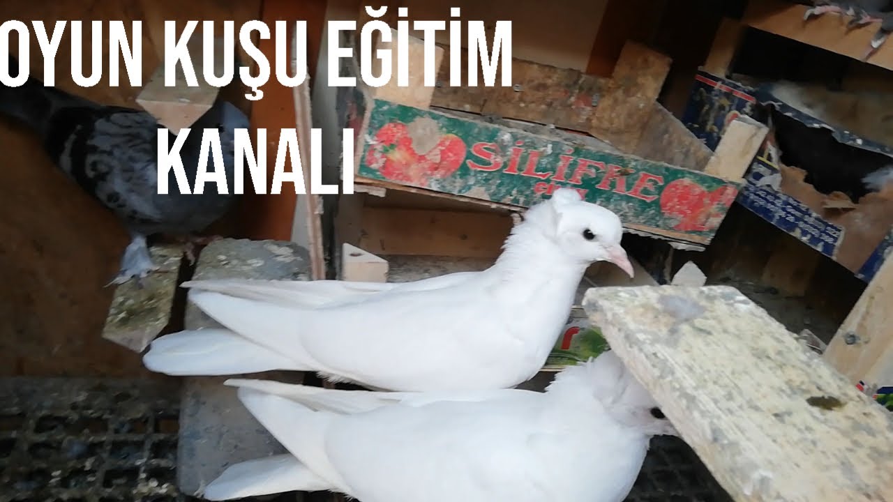 Yeni Güvercin besleyeceklere ufak tavsiyeler