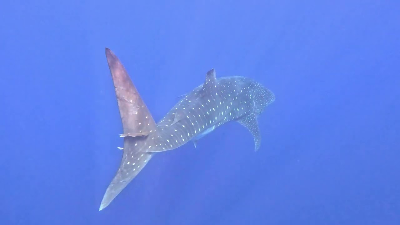 Azoren 2024 08   Addo Kok Blue Shark / Whale Sharks and Manta Rays