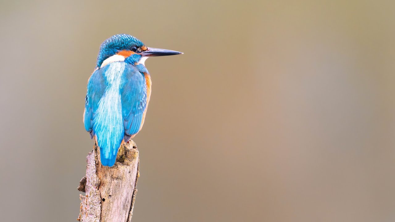 Eisvogelfotografie im Winter &ndash; Rieselfelder M&uuml;nster
