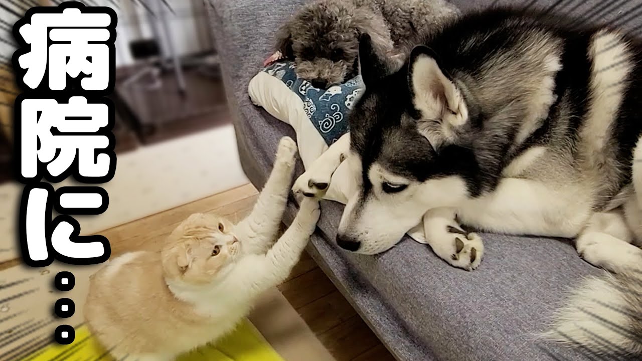 注射で病院に行こうとしたら猫がこうなっちゃいました...