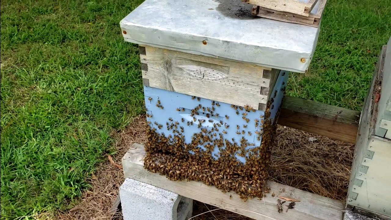 When To Start Feeding Hive Top Feeders Again