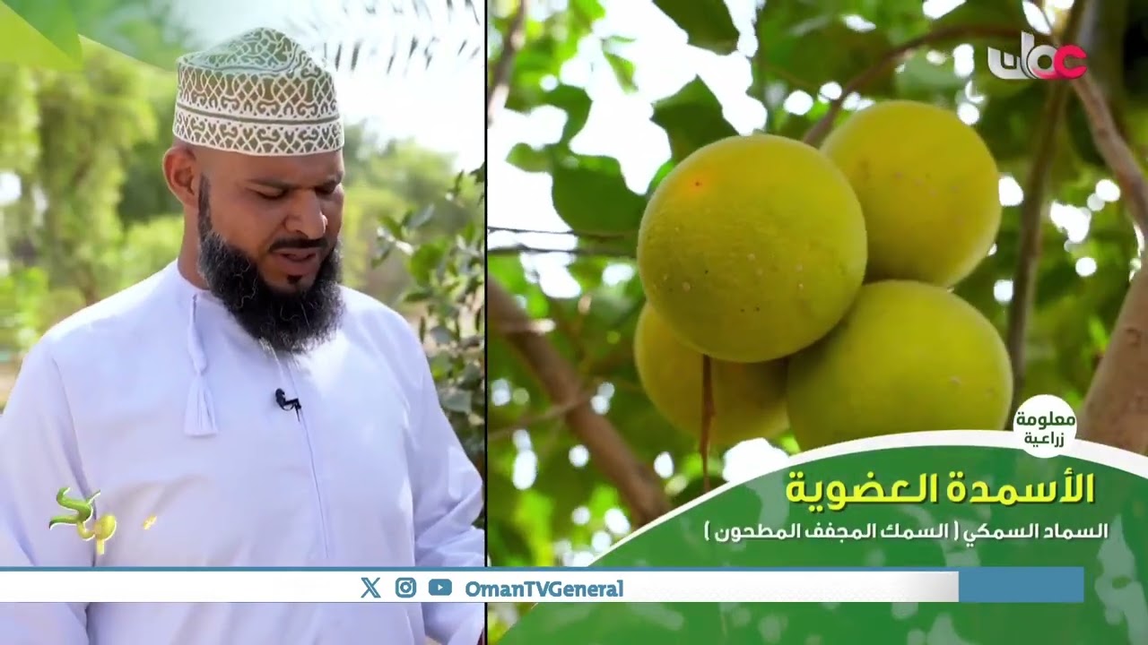 #حصاد | طرق مكاثرة البرتقال | الجمعة 16 فبراير 2024م