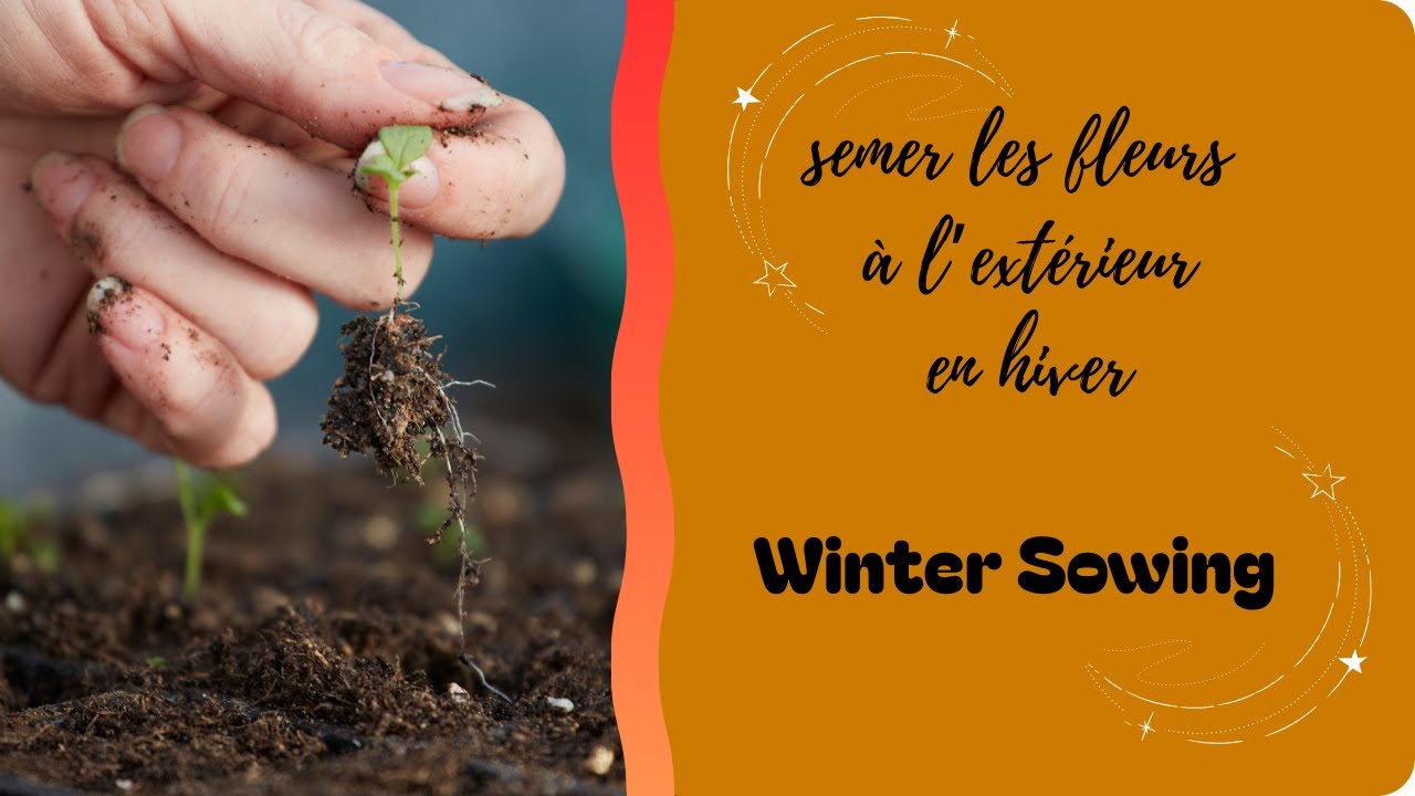 Semer en hiver à l'extérieur vos fleurs pour le printemps/été c'est possible avec cette technique