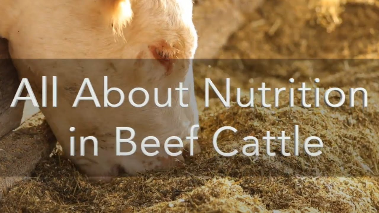 All About Nutrition in Beef Cattle