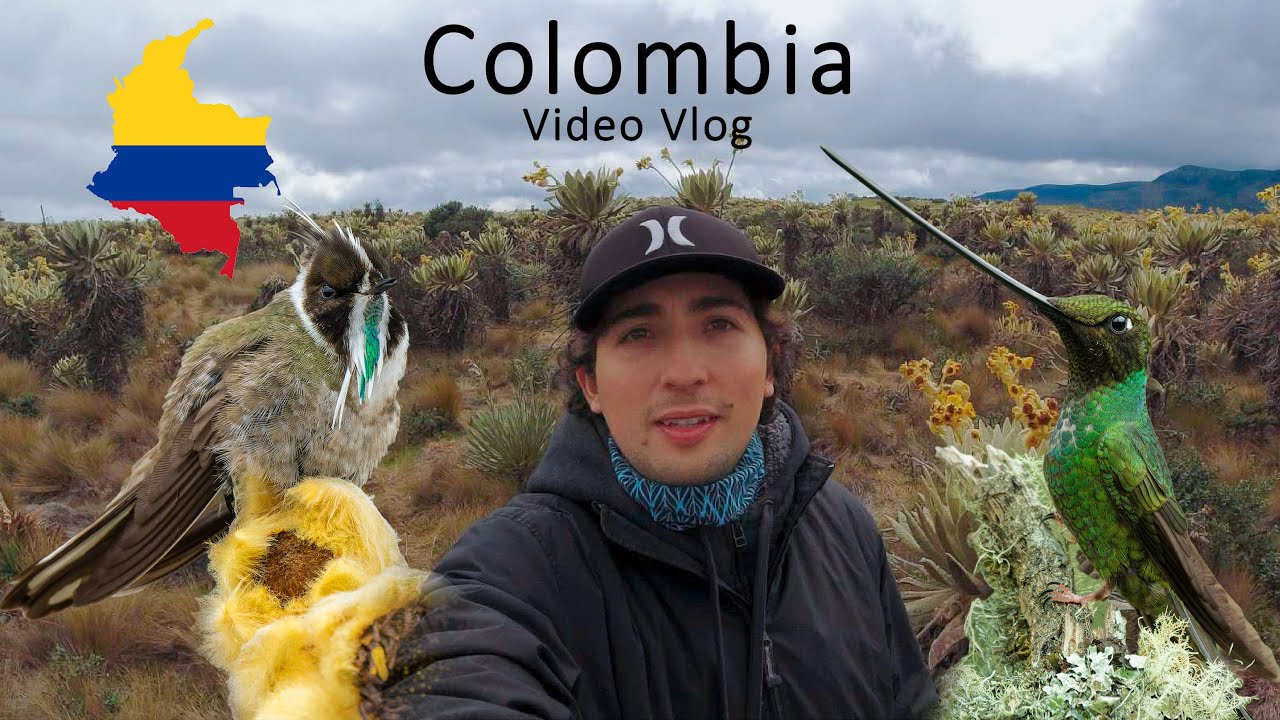 COLOMBIA PARAMO EXPEDITION | HIGH-ALTITUDE BIRD PHOTOGRAPHY