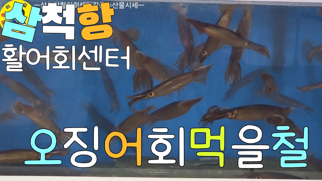 水産市場 삼척항활어회센터 각종수산물시세; 오징어,복어,참돔,전복치,줄돔,멍게,돌멍게,전복,장치 시세 견문록♡삶2413/Samcheok port fish market, korea