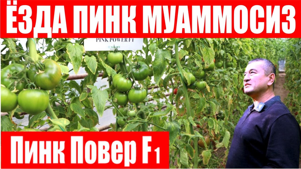 Энди ёзда пушти помидор муаммосиз! Пинк Повер F1- TYLCV вирусига чидамли дурагай