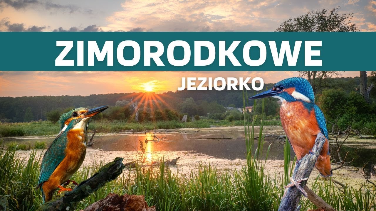 Nad zimorodkowym jeziorkiem