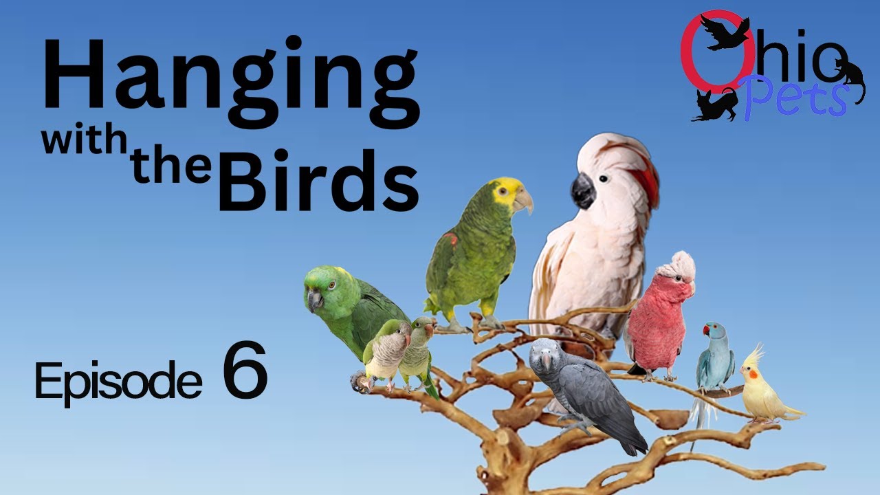 Hanging with the birds ep 6 - ADITL beautiful free flight at sunset w/ cockatoos and quaker parrots