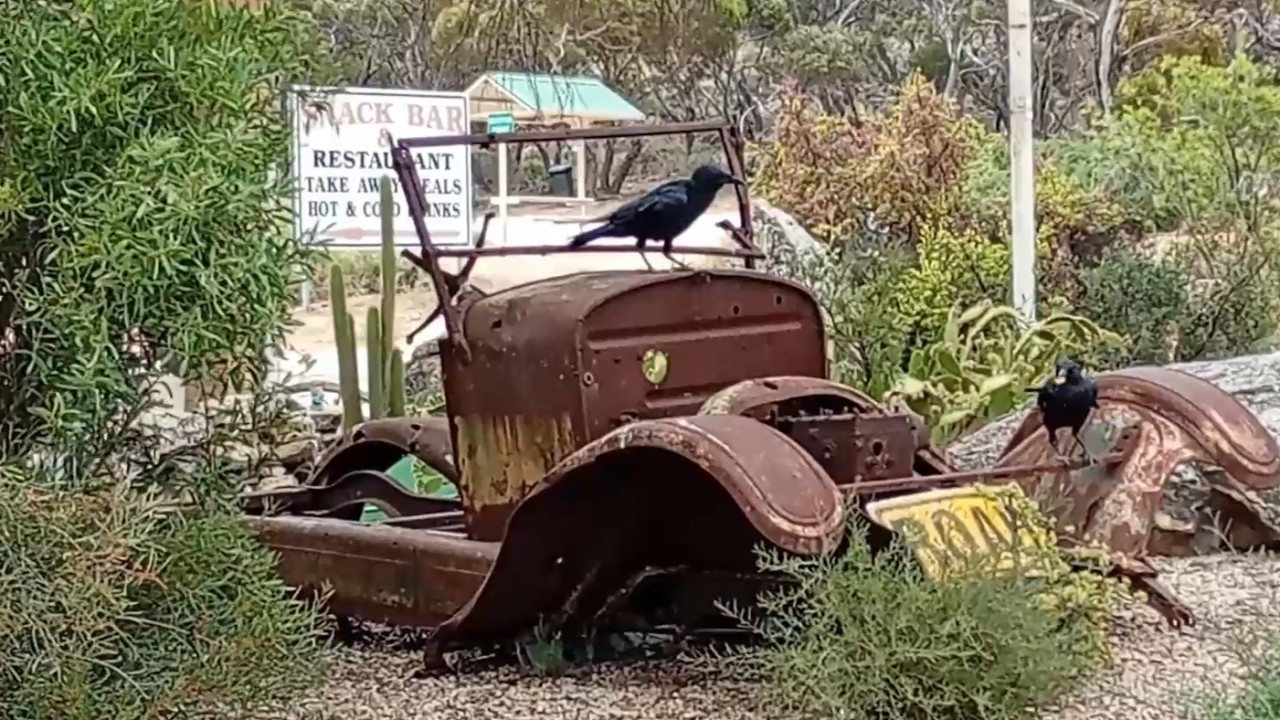 Ep.53, Nullarbor crows.