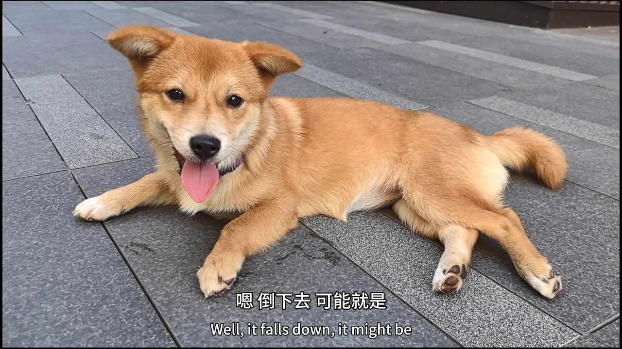 Meeting a Friendly Pup Outside Wuhan Art Museum: A Summer Encounter | 6 July 2024