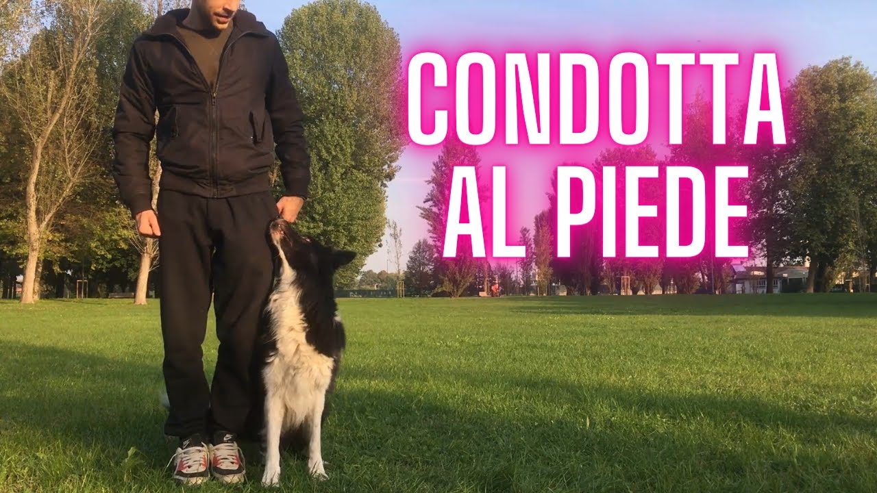 Come insegnare al CANE la CONDOTTA al PIEDE - ADDESTRAMENTO CANI