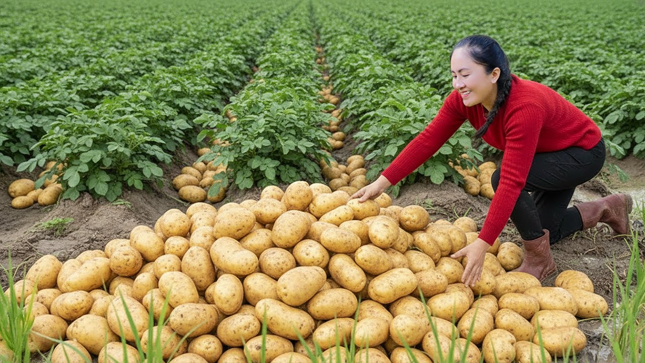 Harvest A lot Potato: Digging Up Thousands of Giant Potatoes in the Field! 🥔