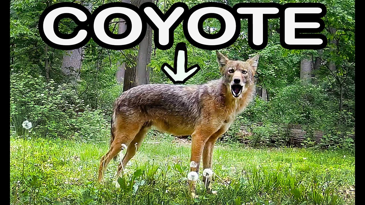 Coyotes in Rare Daytime Sighting: Caught on Trail Camera