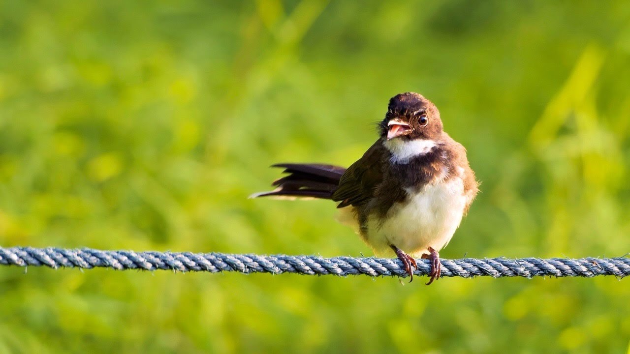 Birdwatching: Sunda Pied Fantail Perched Right in Front of Me | Singapore Botanic Gardens